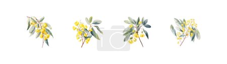 Set de Flores Amarillas Eucalyptus melliodora estilo acuarela. Diseño de ilustración vectorial.