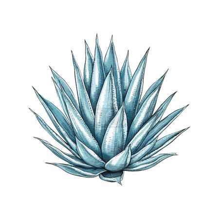 Blue Agave Plant Watercolor Illustration Hand drawn style. Vector illustration design
