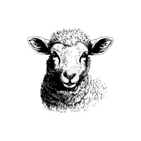 Hand-Drawn Sheep Illustration in Black and White. Vector illustration design