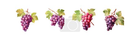 Illustration for Watercolor Grape Bunches in Various Shades. Vector illustration design. - Royalty Free Image