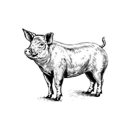 Hand-Drawn Domestic Pig Artistic. Vector illustration design