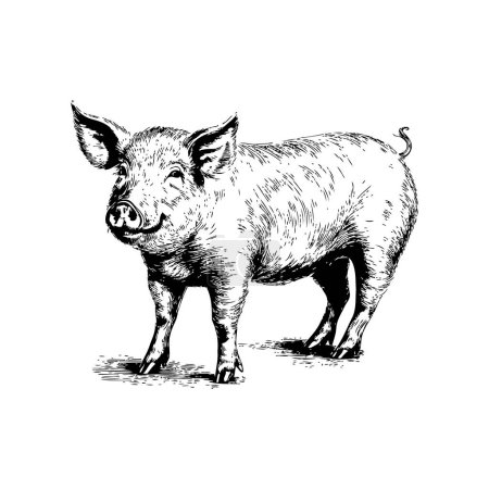 Classic Engraved Style Pig. Hand drawn style. Vector illustration design
