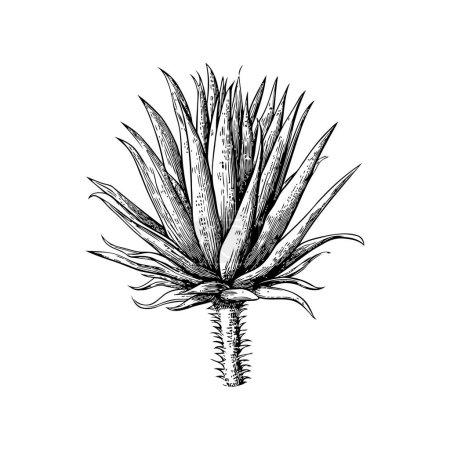 Planta de agave exótica Estilo dibujado a mano. Diseño de ilustración vectorial