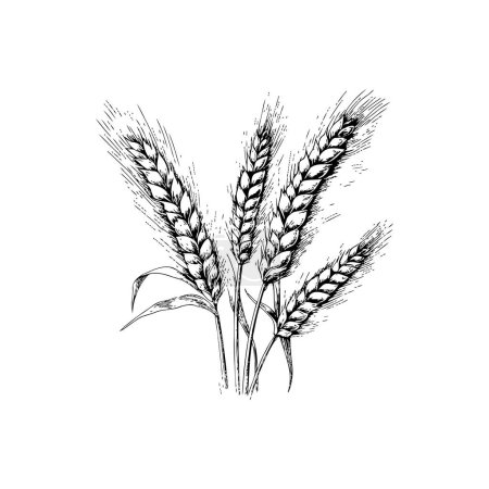 Black and White Wheat Stalk Sketch Hand drawn style. Vector illustration design