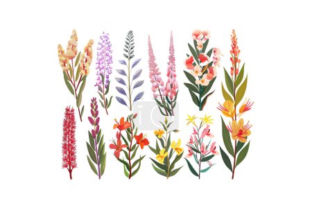 Assorted Botanical Illustration of Wildflowers. Vector illustration design.