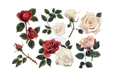 Ilustración de Realistic Red and Cream Rose. Diseño de ilustración vectorial. - Imagen libre de derechos