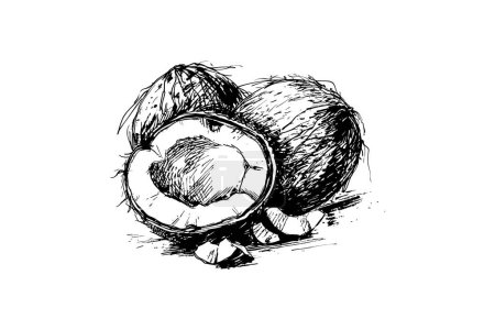 Ilustración de Boceto de tinta de cocos con una mitad abierta. Diseño de ilustración vectorial. - Imagen libre de derechos