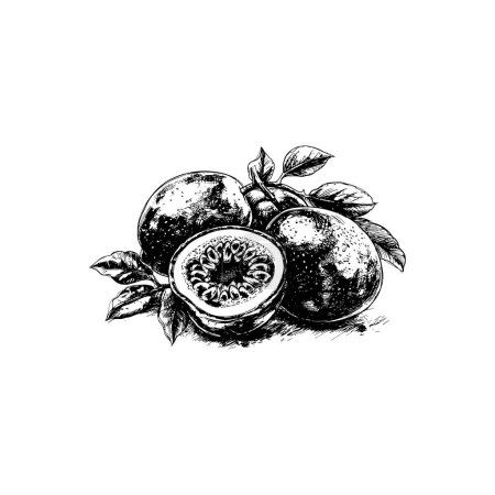 Black Ink Drawing of Passion Fruit and Slices. Vector illustration design.