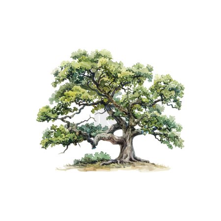 Illustration for Lush Oak Tree Watercolor. Vector illustration design. - Royalty Free Image
