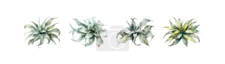 Collection of Watercolor Air Plants on White Background. Vector illustration design.