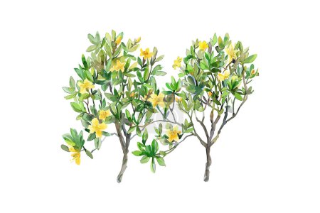Vibrant Watercolor Yellow Flowering Trees. Vector illustration design.