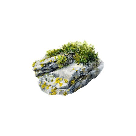 Ilustración de Watercolor Botanical Art of Moss and Lichen on Stone (en inglés). Diseño de ilustración vectorial. - Imagen libre de derechos