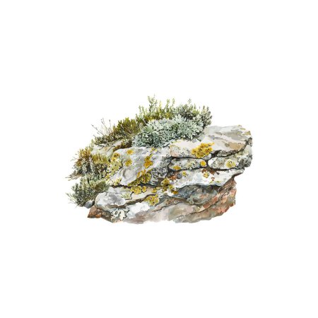 Illustration for Lichen-Covered Rock Detailed Watercolor Art. Vector illustration design. - Royalty Free Image