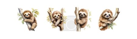 Set of Watercolor Painted Sloths on Branches. Vector illustration design.