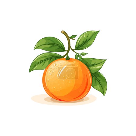 Naranja maduro con gotas de rocío y hojas verdes. Diseño de ilustración vectorial.