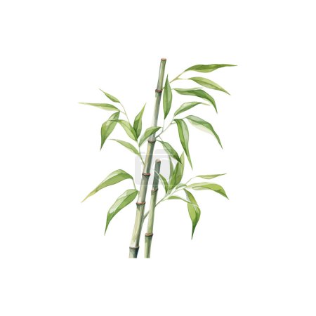 Elegante planta de bambú acuarela. Diseño de ilustración vectorial.