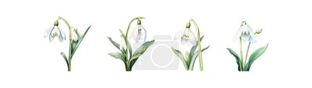 Illustration for Delicate Watercolor Snowdrops Collection. Vector illustration design. - Royalty Free Image