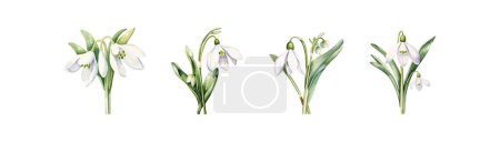 Illustration for Delicate Watercolor Snowdrops Collection. Vector illustration design. - Royalty Free Image
