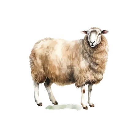 Realistic watercolor sheep illustration with fluffy wool. Vector illustration design.
