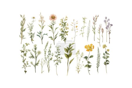 Delicate Watercolor Herbs and Wildflowers Collection. Vector illustration design.