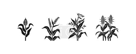 Illustrations en silhouette de diverses plantes cultivées. Illustration vectorielle.