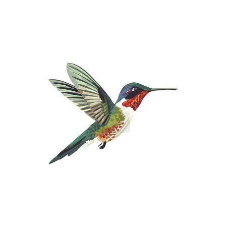 Colibri vibrant en vol. Illustration vectorielle.