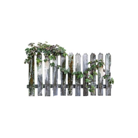 Old Wooden Fence Entwined with Leafy Vines. Vector illustration design.