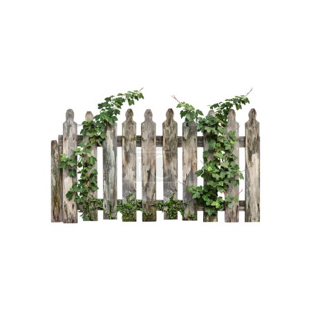 Aged Wooden Fence with Climbing Ivy. Vector illustration design.