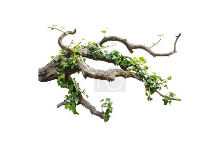 Detailed Twisted Branch with Ivy Leaves Isolated on White. Vector illustration design.