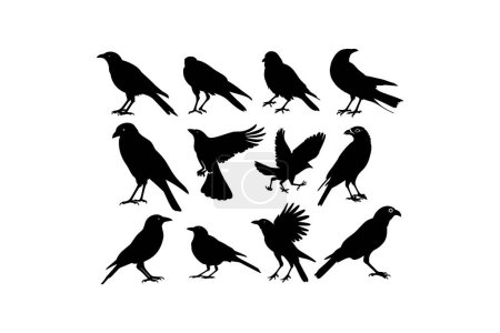 Silhouettes of Various Crow Poses and Movements. Vector illustration design.