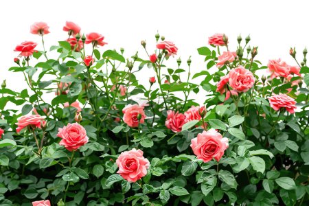 Ilustración de Rosa exuberante Bush en plena floración. Diseño de ilustración vectorial. - Imagen libre de derechos