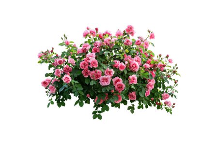 Overflowing Pink Rose Bush Isolated on White. Vector illustration design.