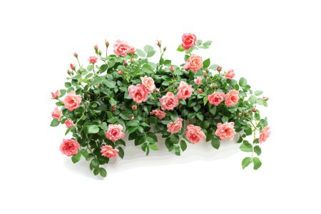Überströmender rosafarbener Rosenpflanzer isoliert auf Weiß. Vektor-Illustrationsdesign.
