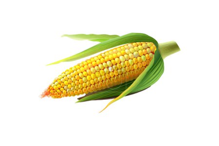 Fresh Corn Cob with Green Leaves Isolated. Vector illustration design.