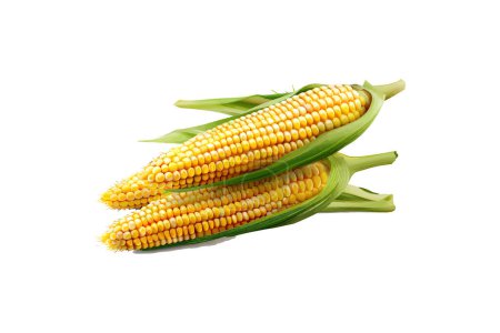 Fresh Corn Cobs on White Background.. Vector illustration design.