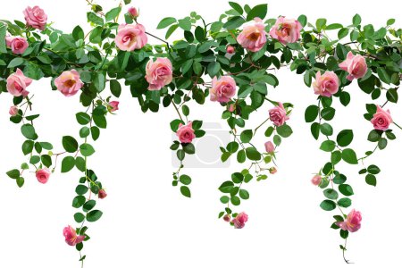 Cascading Pink Rose Garland on White Background. Vector illustration design.