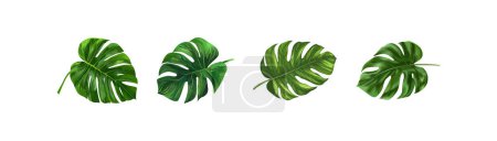 Collection de feuilles tropicales de Monstera. Illustration vectorielle.