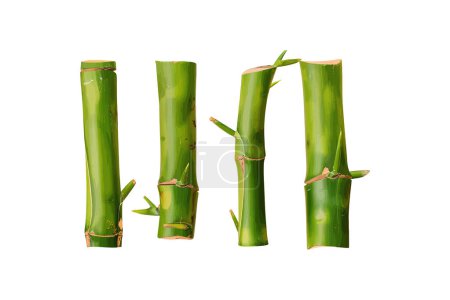 Fresh Green Bamboo Stalks Isolated on White. Vector illustration design.