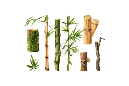Variety of Bamboo Stalks and Leaves. Vector illustration design.