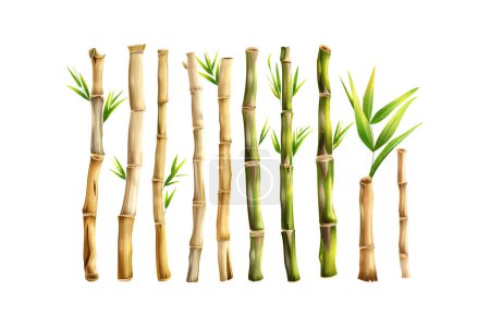 Assorted Fresh Bamboo Stalks with Green Leaves. Vector illustration design.