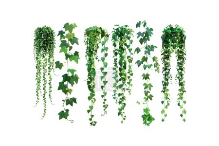 Assorted Hanging Ivy Plants Isolated on White Background. Vector illustration design.