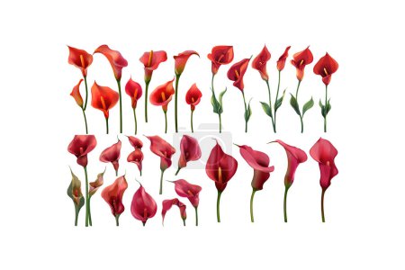 Ilustración de Colección de Flores de Lirio de Calla Roja en Varios Poses. Diseño de ilustración vectorial. - Imagen libre de derechos