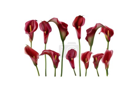 Ilustración de Elegante Red Calla Lilies en plena floración aislado en blanco. Diseño de ilustración vectorial. - Imagen libre de derechos