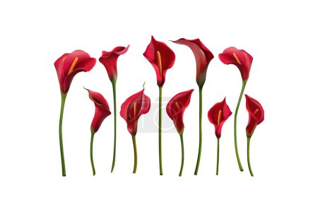 Ilustración de Graceful Red Calla Lilies con pétalos vibrantes aislados en blanco. Diseño de ilustración vectorial. - Imagen libre de derechos