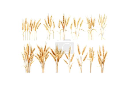 Golden Wheat Ears Collection Isolated on White. Vector illustration design.