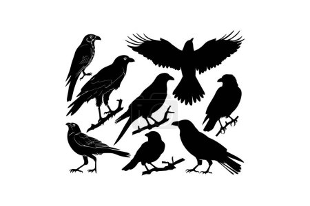 Silhouette Collection of Various Black Birds. Vector illustration design.