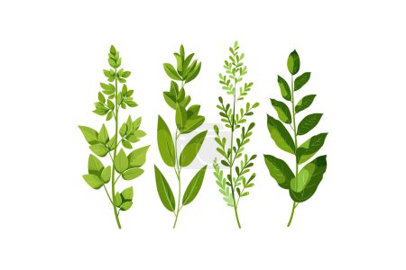 Set of Fresh Green Herb Leaves. Vector illustration design.