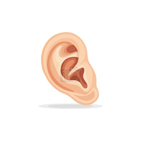 Detailed Human Ear Anatomy. Vector illustration design.