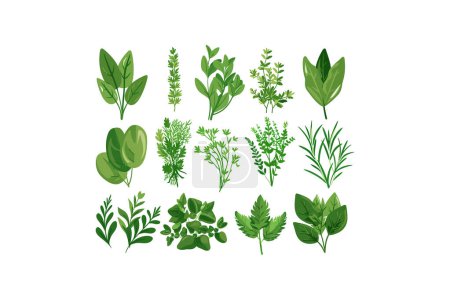 Assorted Culinary Herbs. Vector illustration design.
