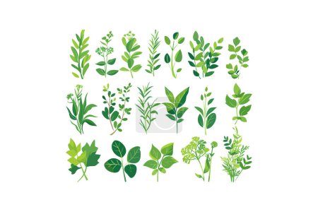 Variedad de hierbas culinarias verdes. Diseño de ilustración vectorial.